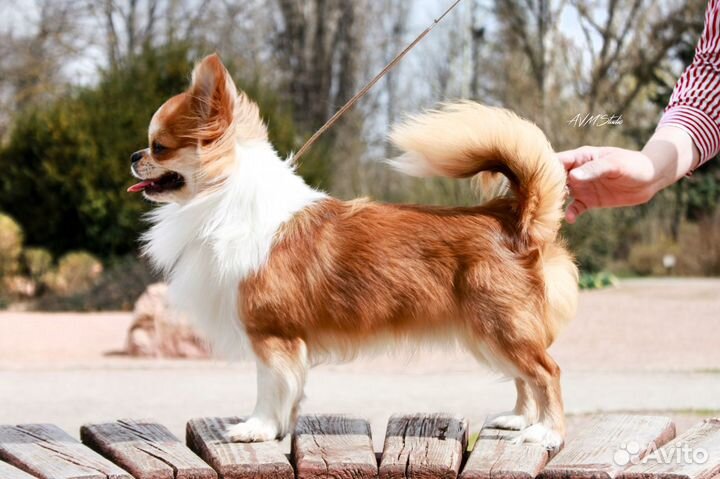 Хендлер. Полный комплекс профессиональных услуг