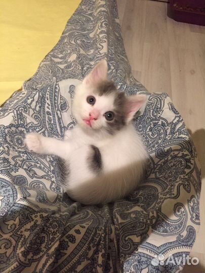 Котятам нужна помощь