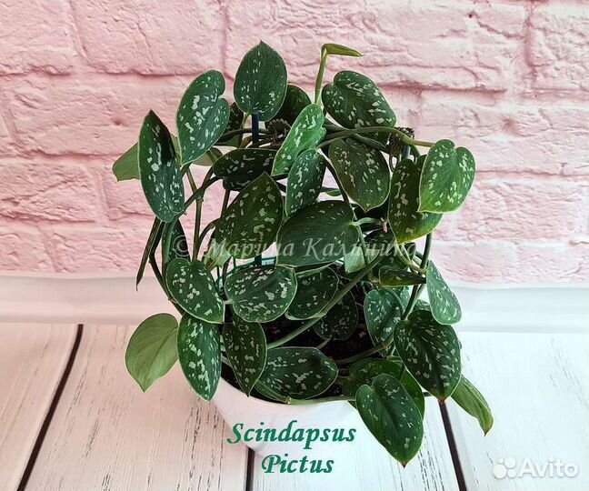 Сциндапсусы