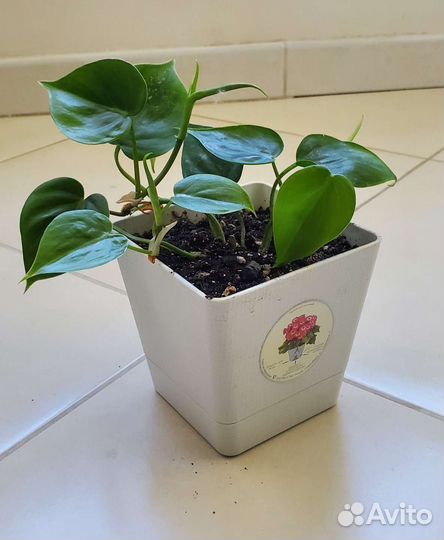 Филодендрон, Эпипремнум, Сциндапсус