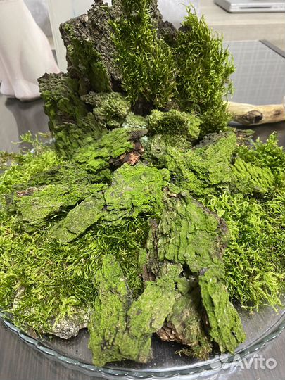 Кора деревьев