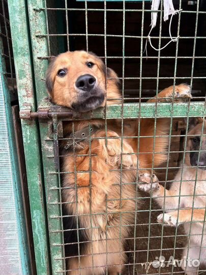 Собака в добрые руки