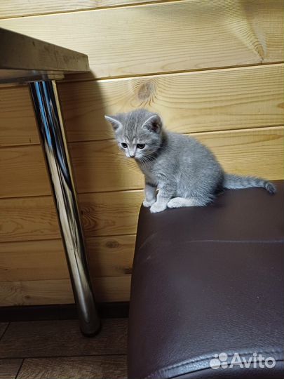 Кошка и котёнок