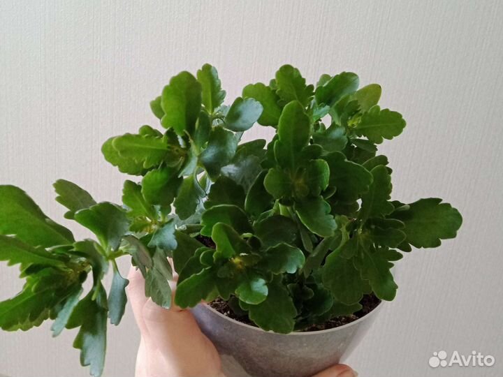 Каланхоэ цветущий, продам или обменяю