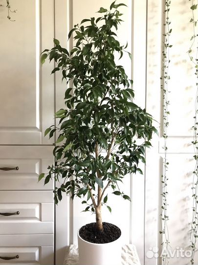 Детки фикуса Бенджамина Наташа