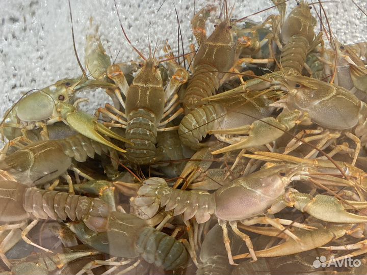Живые раки