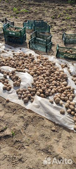 Картофель на семена или еду, со своего участка