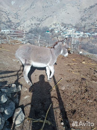 Продаю осёл