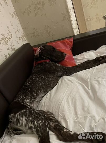 Передержка собак и кошек