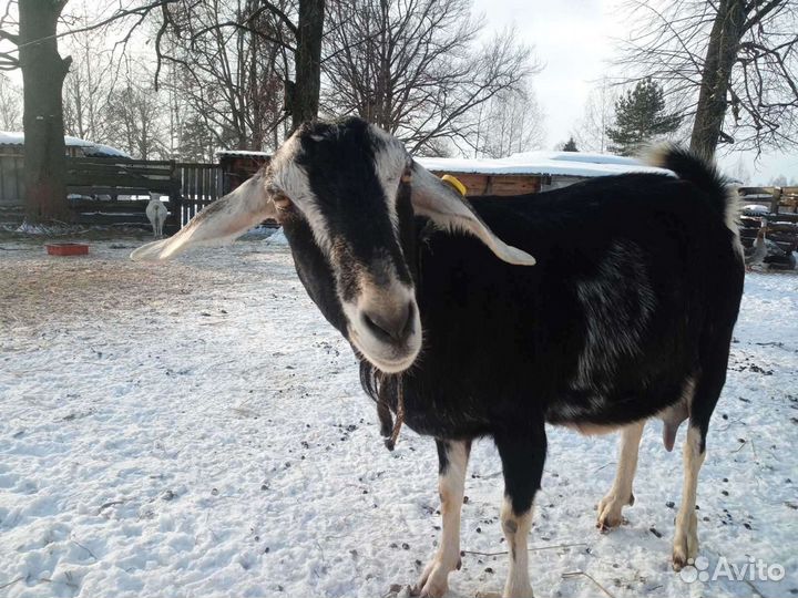 Нубийские козы