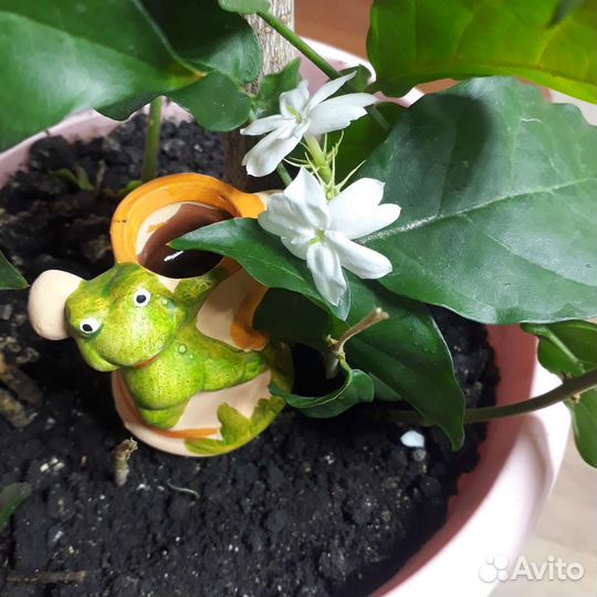 Ороситель для цветов