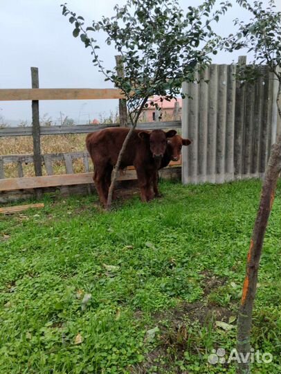 Телята бычки