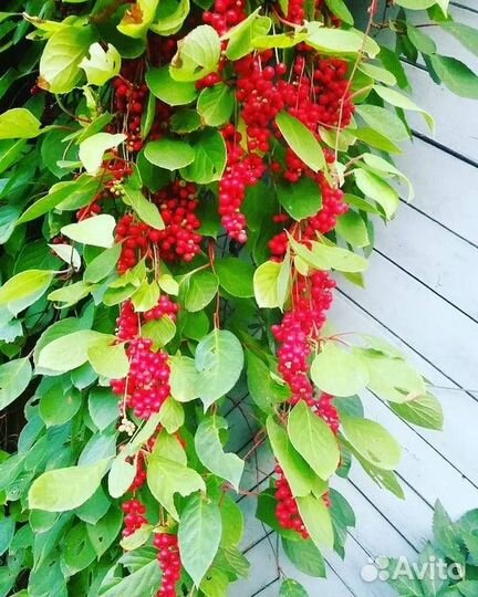 Лимонник дальневосточный саженец с доставкой