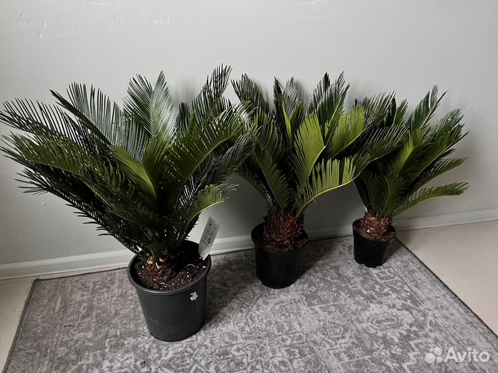 Цикас пальма саговая наличие