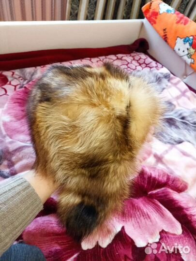 Шапка новая