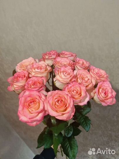 Букет из 15 свежих Голландских роз