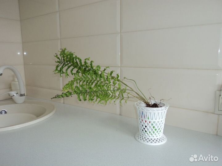 Комнатные растения цветы