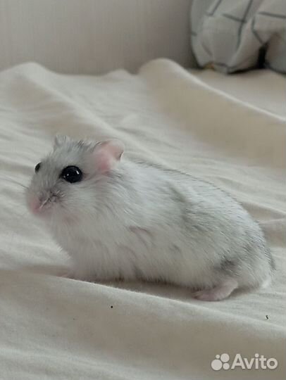 Джунгарские хомячки