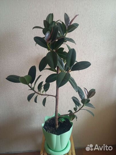 Фикус каучуконосный 95 см