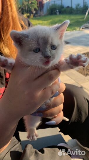 Милые котята