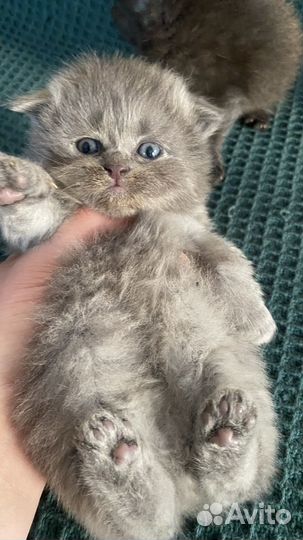 Шотландские котята