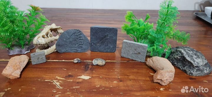 Окаменелости рыба, муравей, папоротник