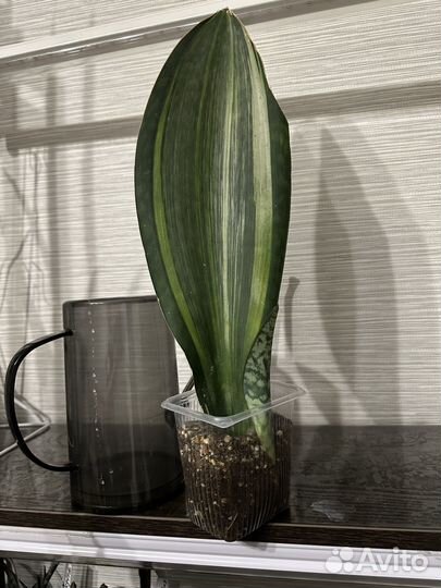 Mасoнианa вар, с деткой