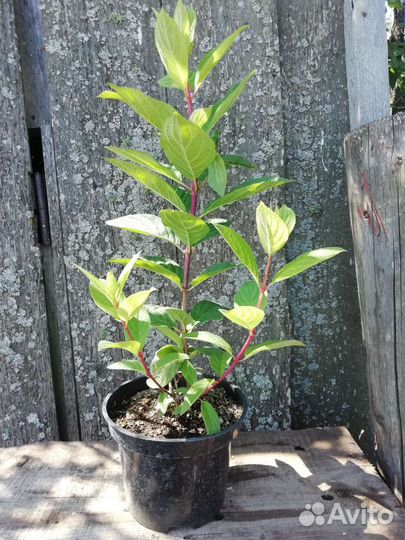 Гортензия метельчатая 2 сорта