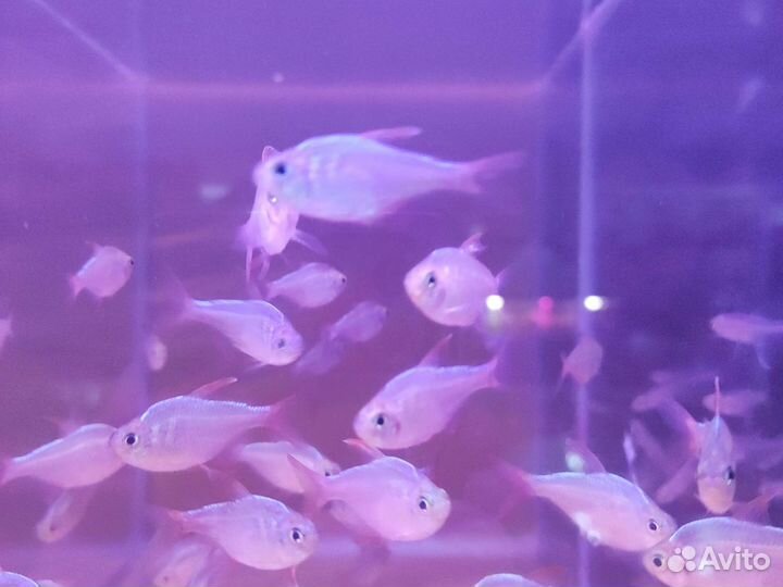 Тетра Эквадорская Аквариумные рыбки в магазине