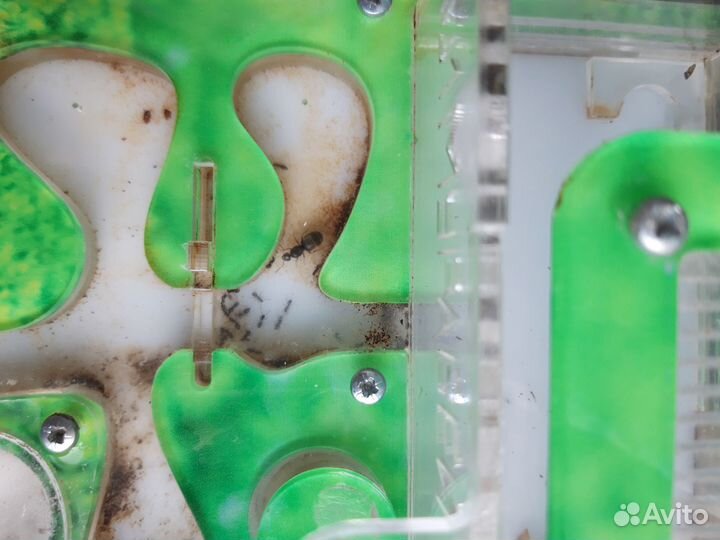 Муравьиная ферма