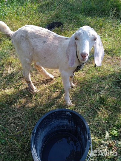 Козёл Камори