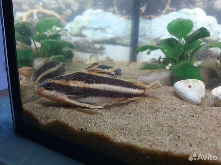 Сомик платидорас