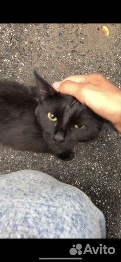 Самый ласковый котенок в мире