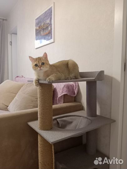 Британская золотая шиншилла для вязки