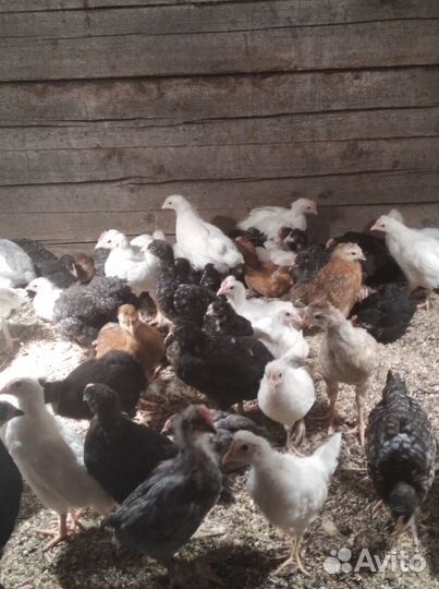 Продам двухмесячных петушков