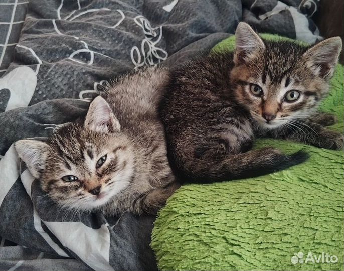 Полосатые котята мальчик и девочка