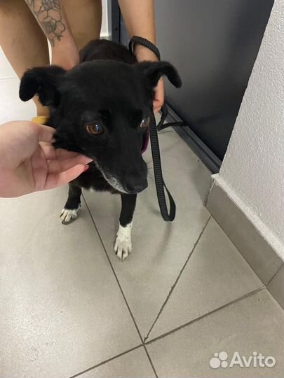 Маленькая собака девочка