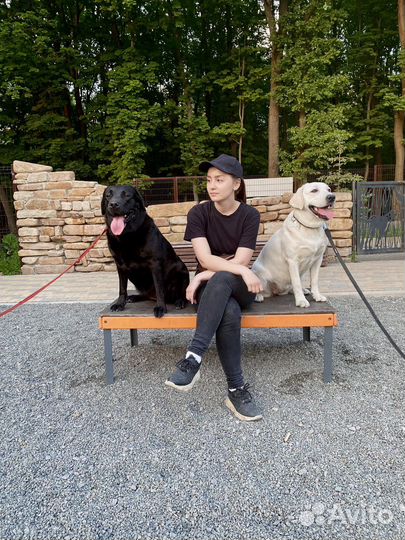 Кинолог/воспитание собак/дрессировка собак