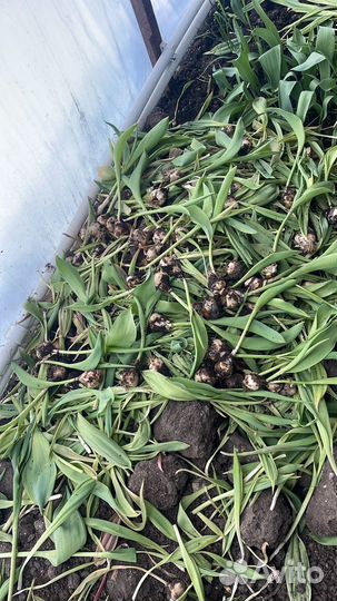 Продам луковицу после выгонки