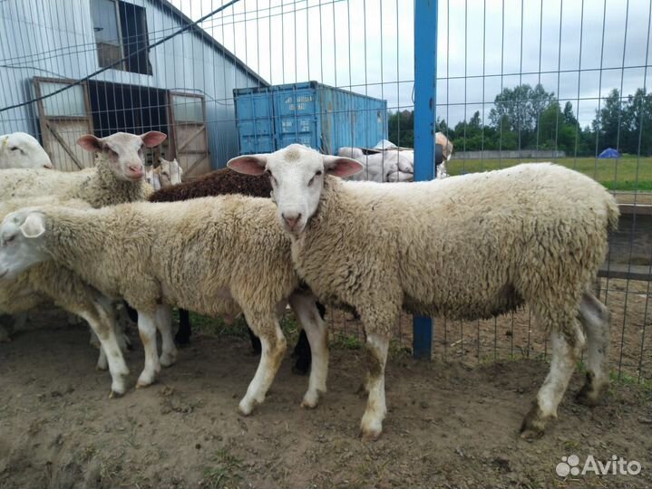 Продаются бараны кросы Дорпер-Шароле
