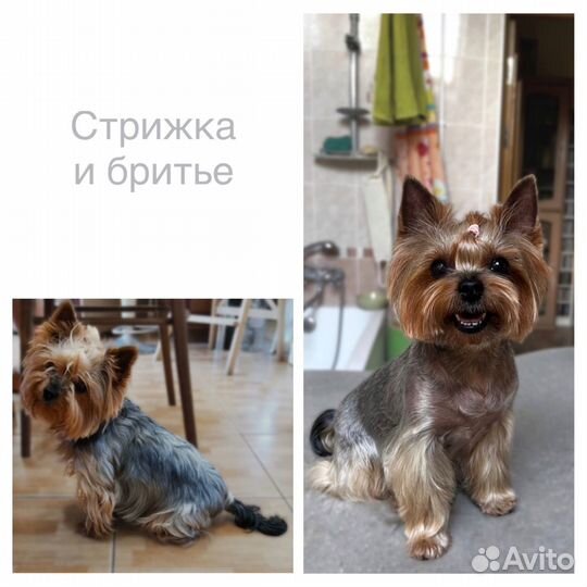 Стрижка, груминг вашего питомца (поиск моделей)