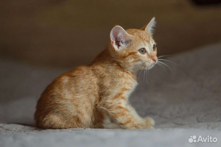 Ищу дом для рыжего котенка
