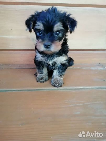 Йоркширский терьер мини