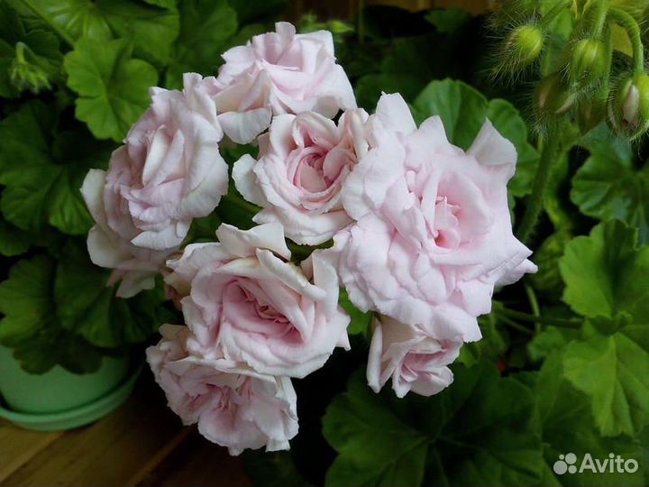 Пеларгония