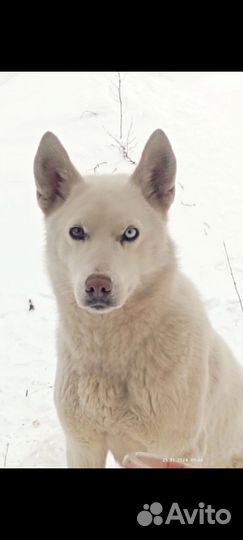 Щенки лайки