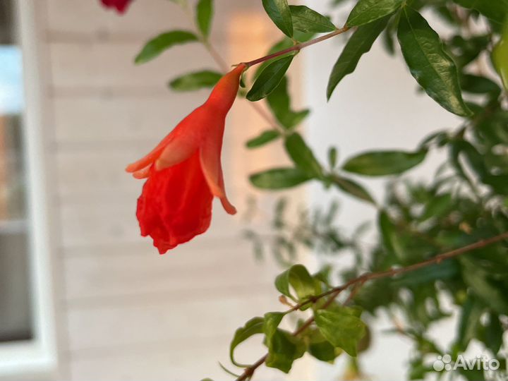 Декоративный гранат