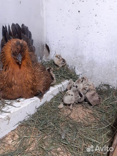 Цыплята суточные китайские шелковые