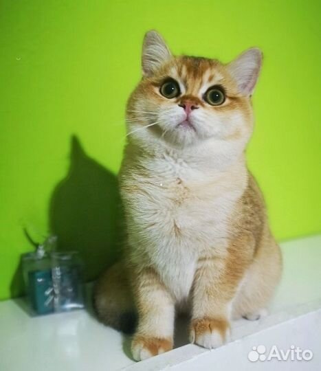 Британские котята