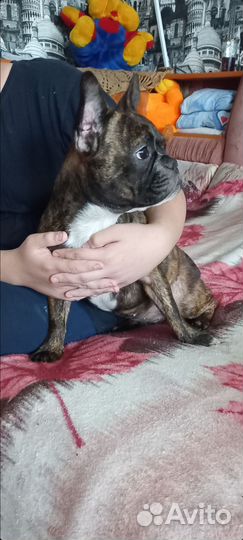 Француженка