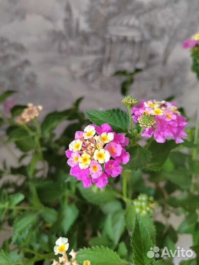 Нематантус золотая рыбка. Лантана камаро